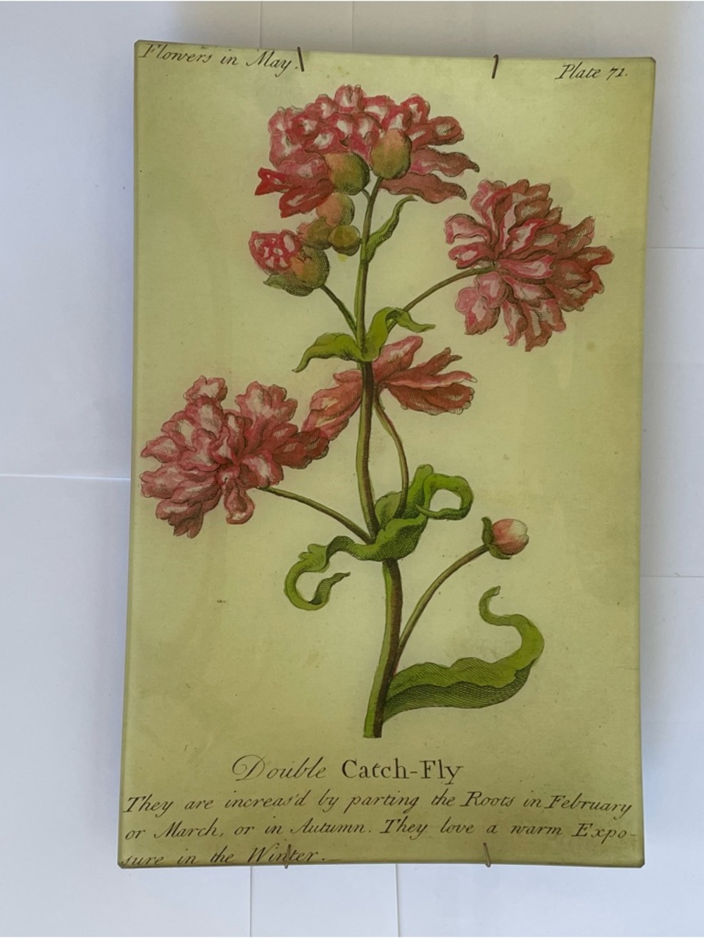 John Derian Company Double Catch Flower Decoupage Hand Blown Glass Wall Tray